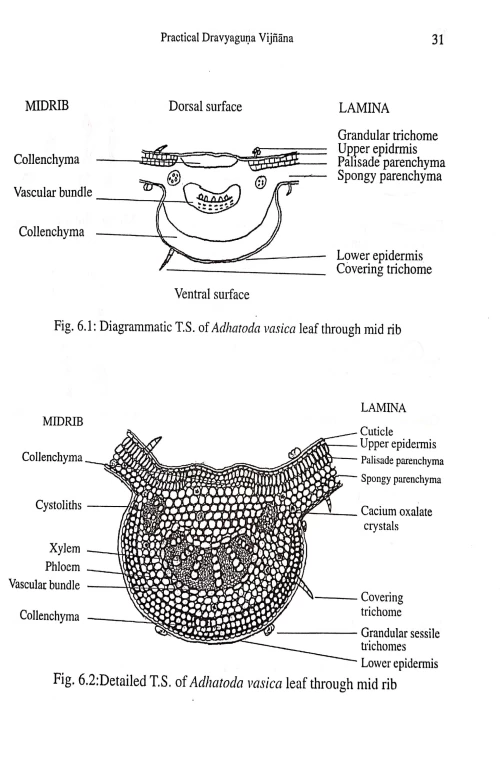 Practical Dravyaguna Vigyan